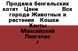 Продажа бенгальских котят › Цена ­ 20 000 - Все города Животные и растения » Кошки   . Ханты-Мансийский,Лангепас г.